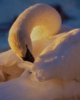 Focused Swan Preening