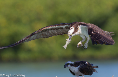 osprey leaving nest with fish