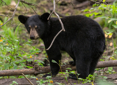 Cute Cub