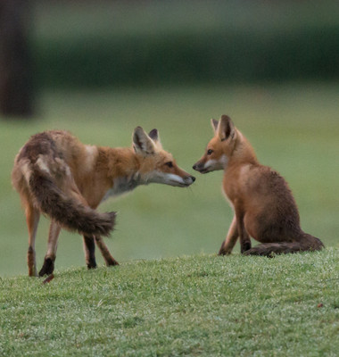 Vixen Greets Kit