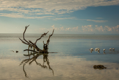 Stump near Shore