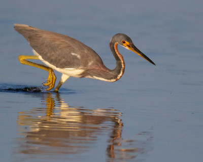 Tricolored Stalking