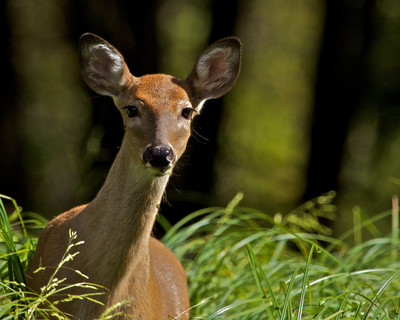 Curious Bambi