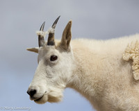 Mountain Goat