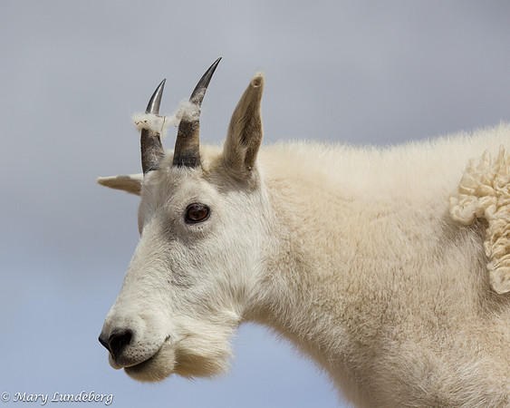 Mountain Goat