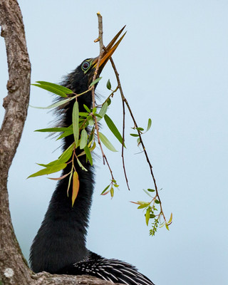 Breeding_male_with_branch