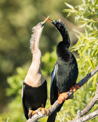 Anhingas_kissing