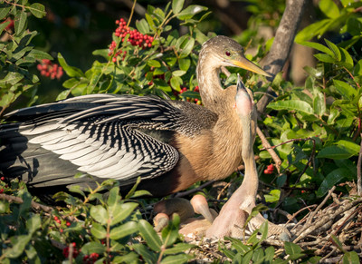 A_featherless_Anhinga_chick_