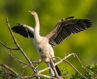 Juvenile_Anhinga_testing_its_wings