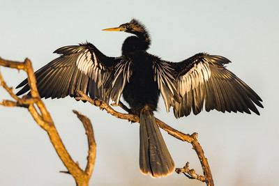 Male_Anhinga_sunning_himself