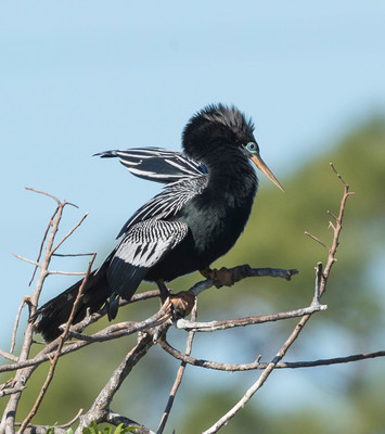 Mating_dance