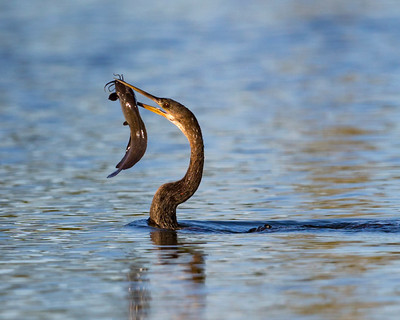 Non-breeding_female_anhinga_catches_catfish