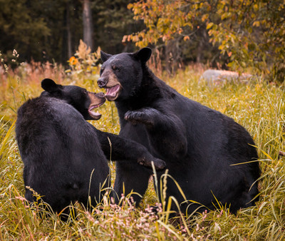 Boisterous Bears