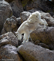 Climbing down