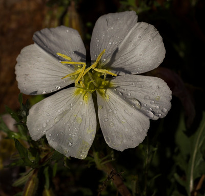 Evening Primrose,Oenothera pallida