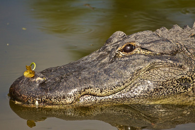 Alligator with Flower