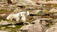 Ewe and Kid