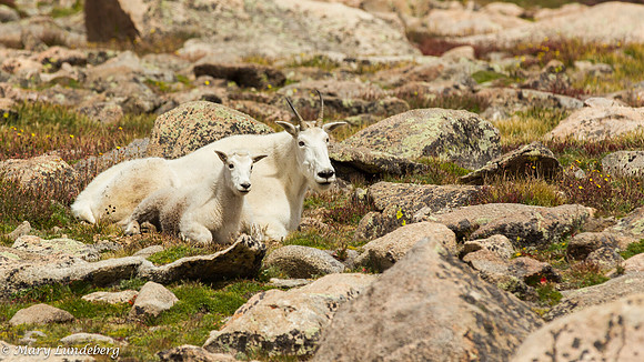 Ewe and Kid