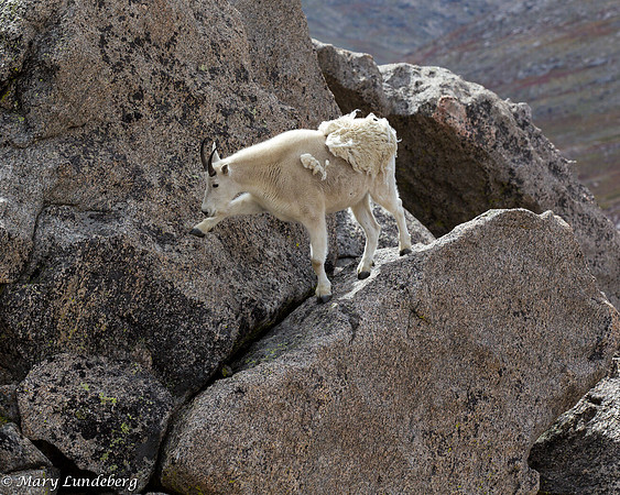 Climbing down