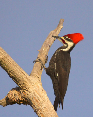 Pileated Woodpecker, Venice, FL