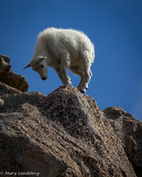 Cautious Kid