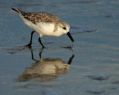 Sanderling reflection