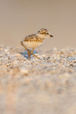 Snowy Plover Chick, Boca Grande
