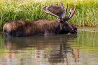 Bull Moose Cooling Off