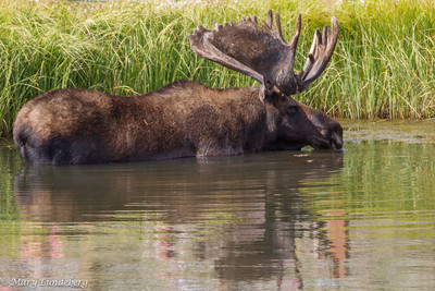 Bull Moose Cooling Off