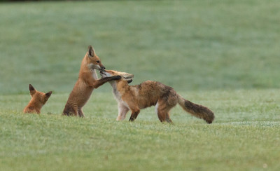 Kit Jumping on Mom