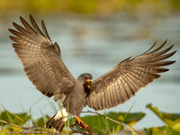 Snail_Kite_Landing_with_Snail
