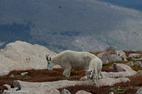 Ewe and Kid