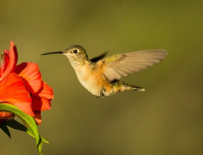 Female Broad-tailed Hummingbird at Alstromeria