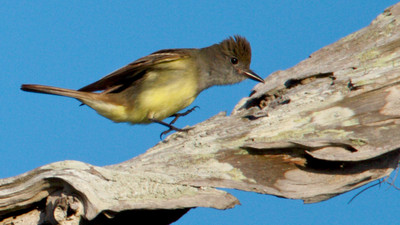 Great Crested Flycatcher Walking