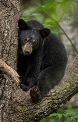 Comfy Cub