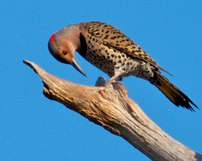 Northern Flicker, Florida