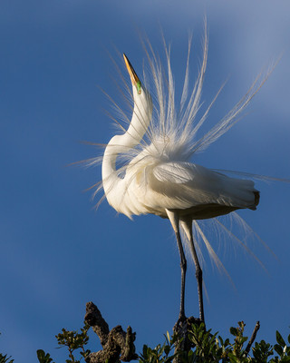 Egret Mating Dance
