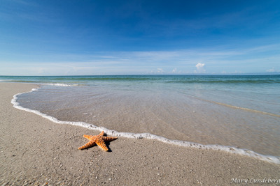 Starfish on Shore