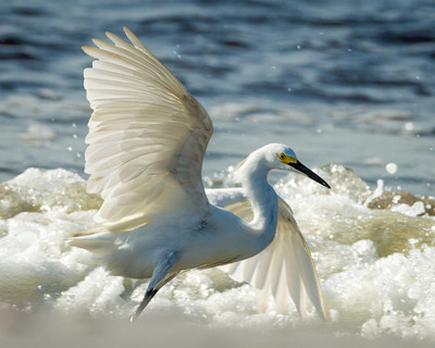 Snowy Egret in the Surf