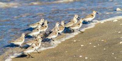 Sanderlings, Middle Beach, Englewood