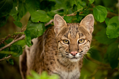Bobcat_in_our_Hibiscus_Shrub