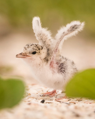 6.Least_tern_chick_flapping_wings