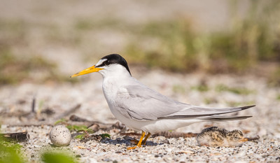 Least_tern_egg_and_chick