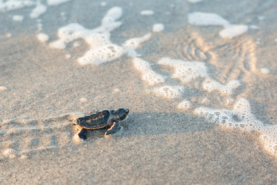 Loggerhead_Hatchling_heading_Home