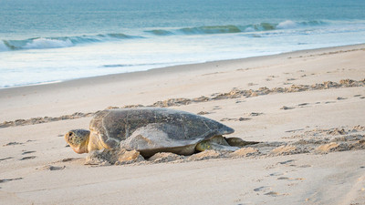 Green_Turtle_Going_Home