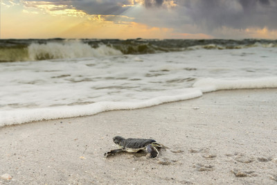 Hope for green_turtle_hatchling_