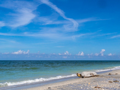 Loggerhead_seaturtle_heading_home