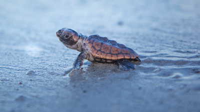 loggerhead hatchling