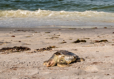 Dead_Kemps_Ridley_Sea_Turtle_