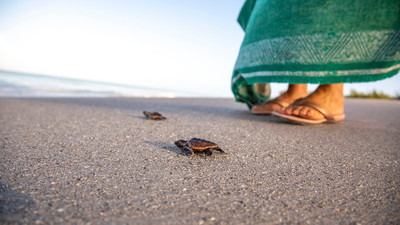 shading hatchlings